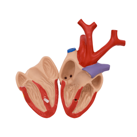 Набор моделей «Сердце позвоночных» (7 моделей)